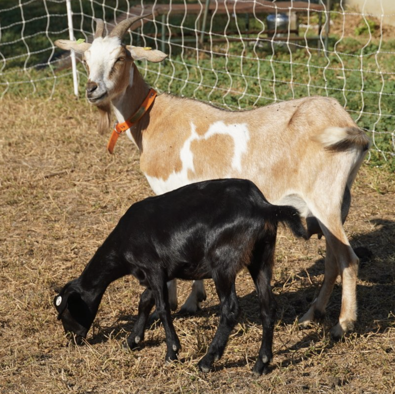 Fawn - Kiko goats for sale.