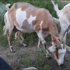 Fawn - Kiko goats for sale.