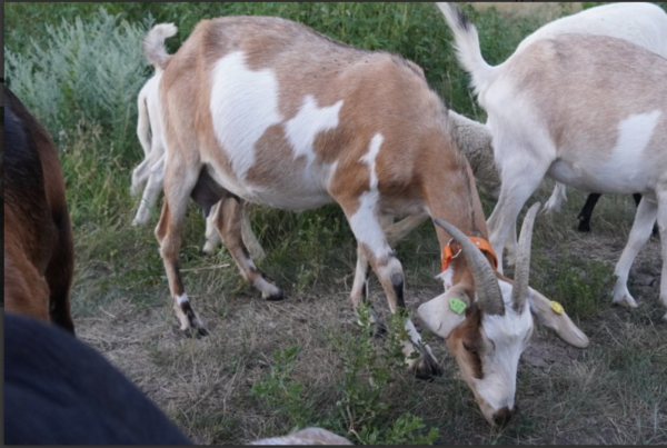 Fawn - Kiko goats for sale.