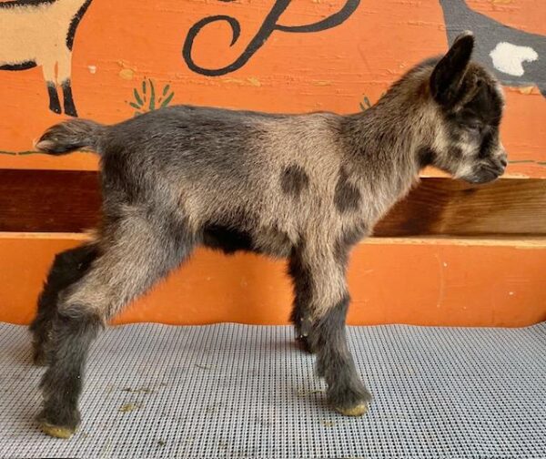 Fortune - Nigerian Dwarf Goats for sale.