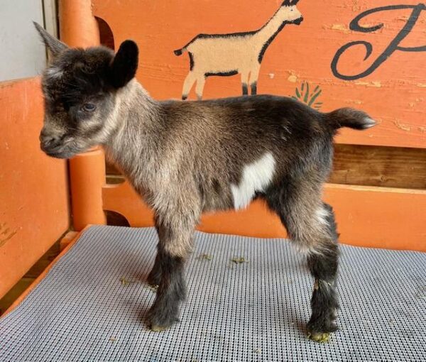 Fortune - Nigerian Dwarf Goats for sale.