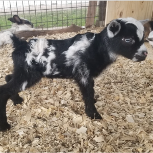 Franky - Goats for sale.
