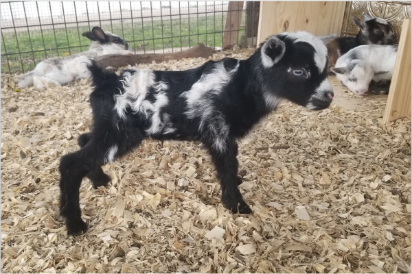 Franky - Goats for sale.