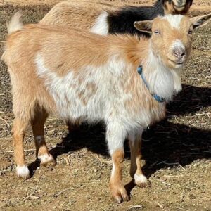 Gold - Nigerian Dwarf goats for sale.