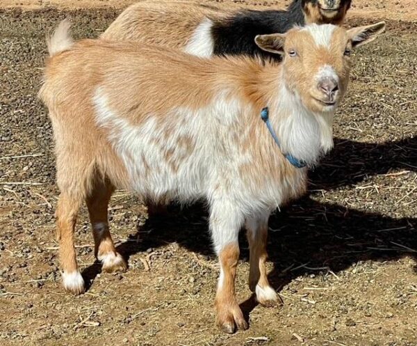 Gold - Nigerian Dwarf goats for sale.