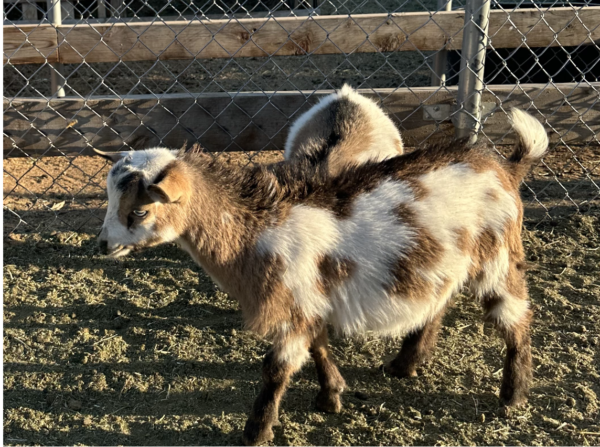 HARVEY - Nigerian Dwarf Goats for sale.