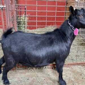 Halls - Nigerian Dwarf goats for sale.