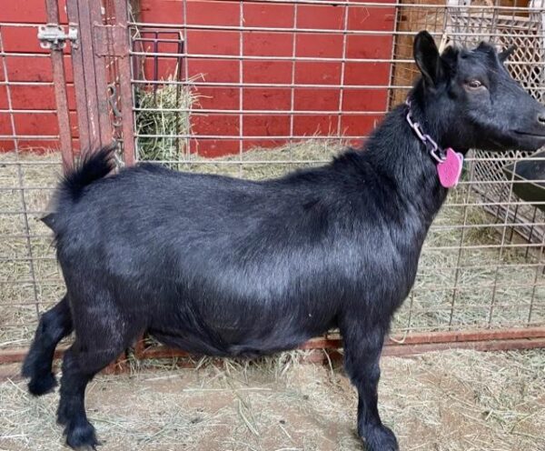 Halls - Nigerian Dwarf goats for sale.