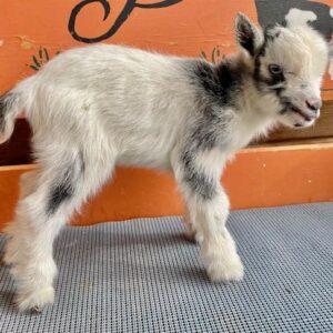 Helen - Nigerian Dwarf Goats for sale.