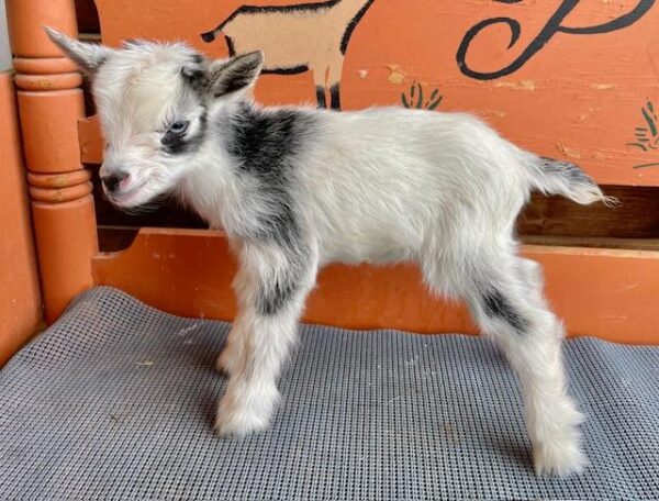 Helen - Nigerian Dwarf Goats for sale.