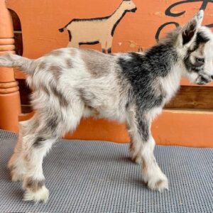 Helene - Nigerian Dwarf Goats for sale.