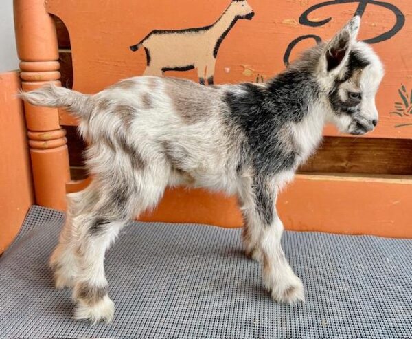 Helene - Nigerian Dwarf Goats for sale.