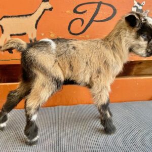 HighFashion - Perfect Nigerian Dwarf Goats for sale.