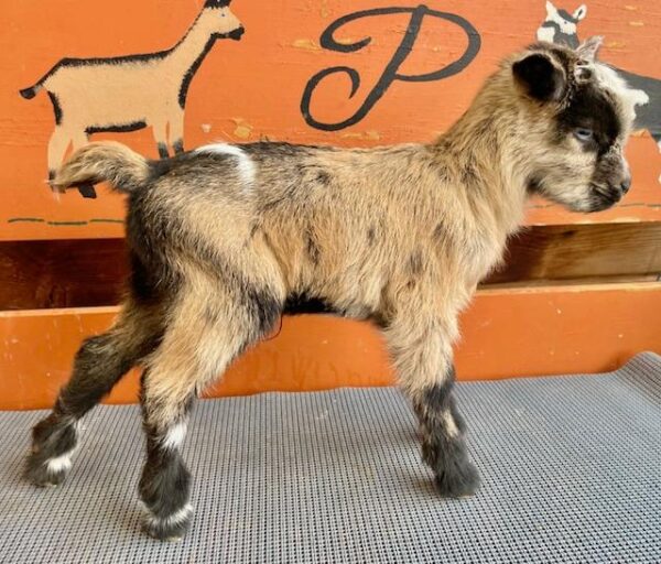 HighFashion - Perfect Nigerian Dwarf Goats for sale.