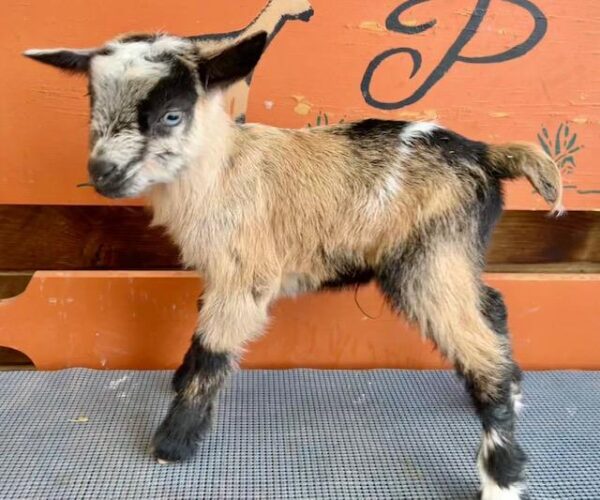 HighFashion - Perfect Nigerian Dwarf Goats for sale.