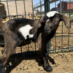 Hunter - Nubian Goats for sale