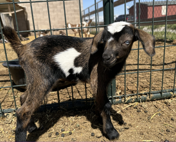 Hunter - Nubian Goats for sale