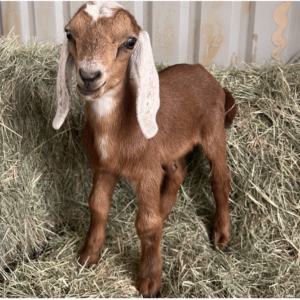 IRVING - Nubian Goats for sale.