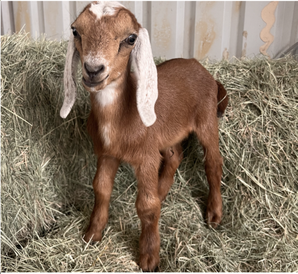 IRVING - Nubian Goats for sale.