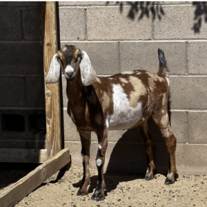 JEAN - Nubian Goats for sale.