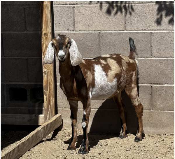 JEAN - Nubian Goats for sale.