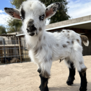 JOLENE - Nigerian Dwarf Goats for sale.