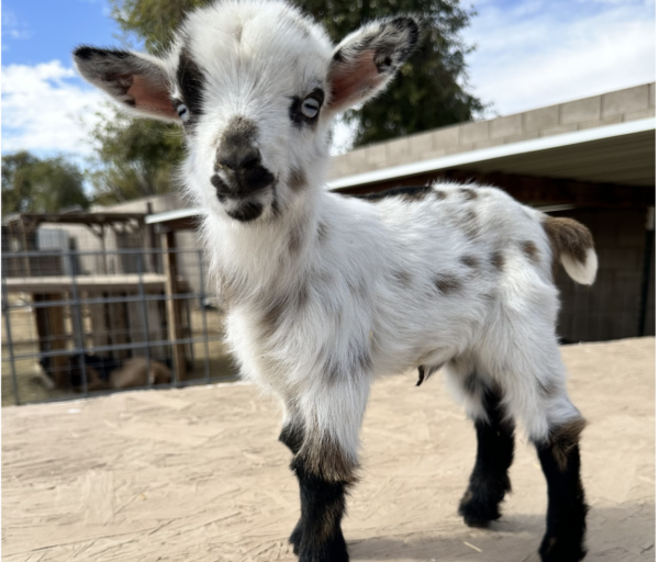 JOLENE - Nigerian Dwarf Goats for sale.