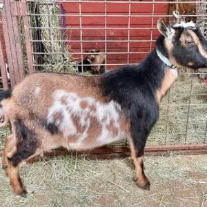 Jack - Nigerian Dwarf goats for sale.