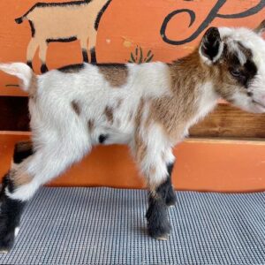 Jackie - Nigerian Dwarf Goats for sale.