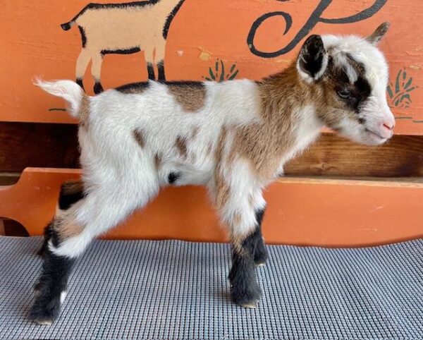 Jackie - Nigerian Dwarf Goats for sale.