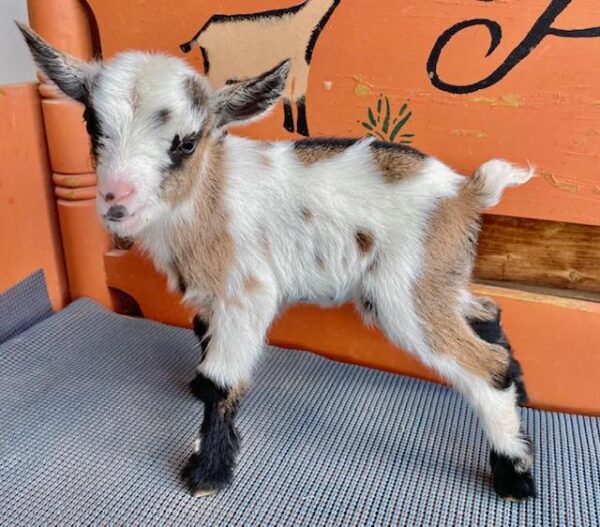 Jackie - Nigerian Dwarf Goats for sale.