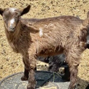 Jade - Nigerian Dwarf goats for sale