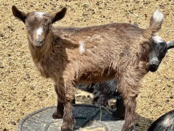 Jade - Nigerian Dwarf goats for sale