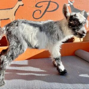 Jazz - Nubian Goats for sale.