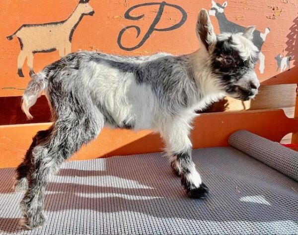 Jazz - Nubian Goats for sale.