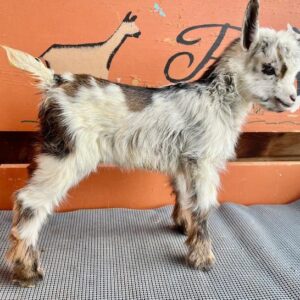 Jelly - Nigerian dwarf goats for sale.