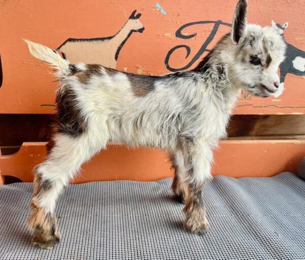 Jelly - Nigerian dwarf goats for sale.