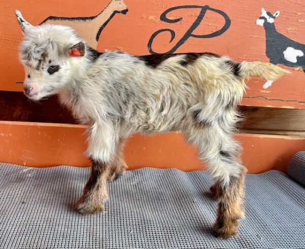 Jelly - Nigerian dwarf goats for sale.