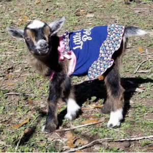 Kat - Goats for sale.