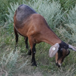 Lady Royal - Kiko Goats for sale.