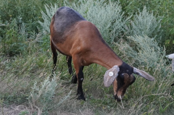 Lady Royal - Kiko Goats for sale.