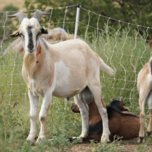 Lafayette - Kiko Goats for sale.