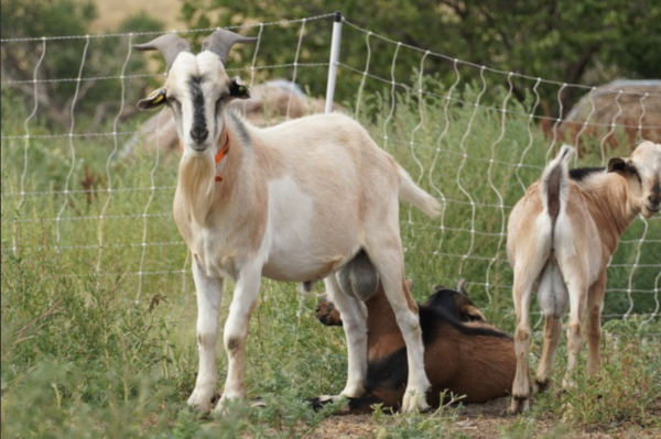 Lafayette - Kiko Goats for sale.