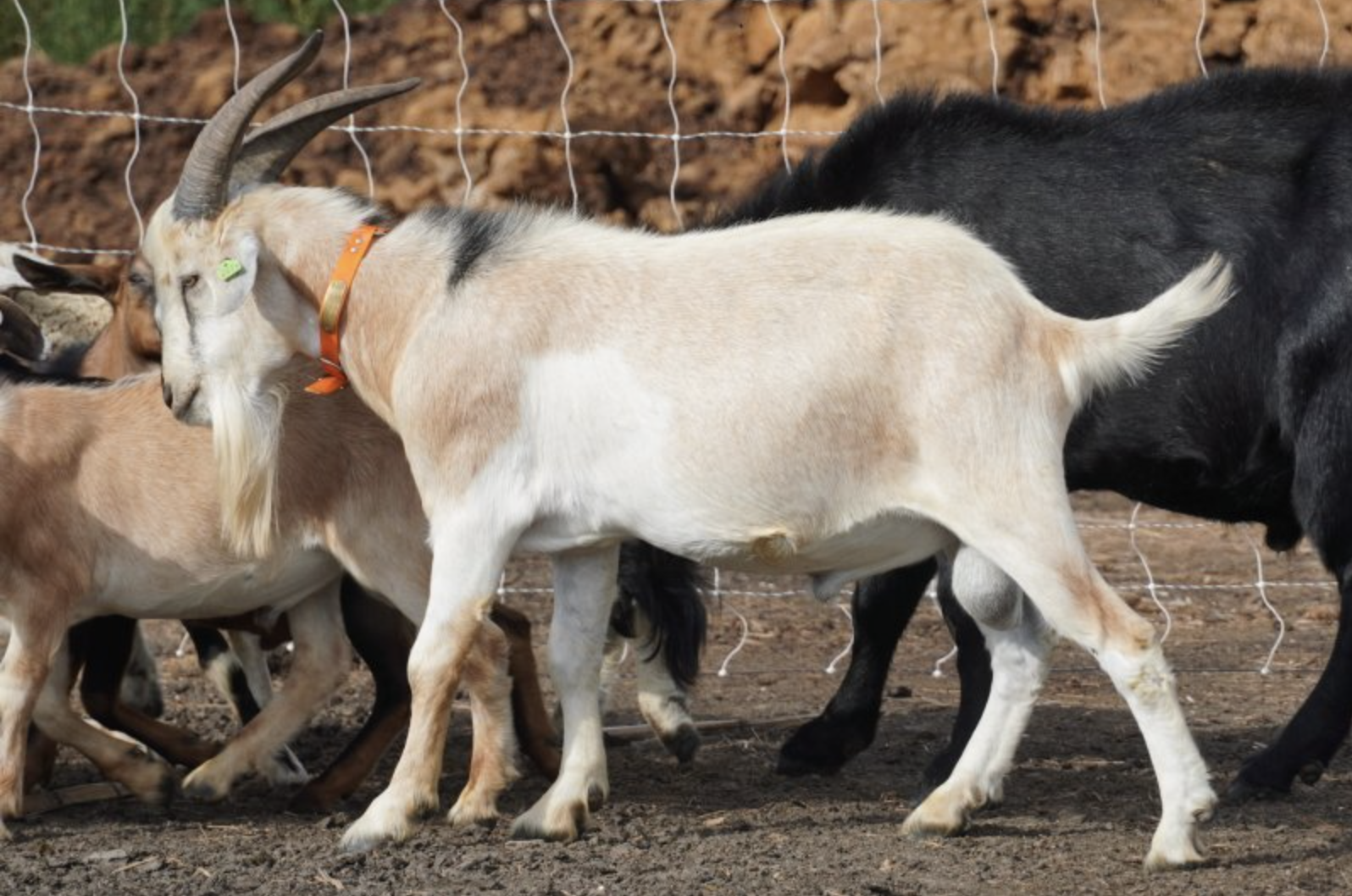 Lafayette - Kiko Goats for sale.