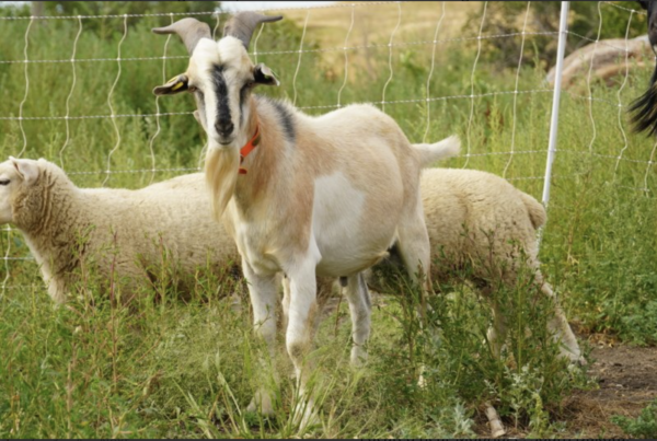 Lafayette - Kiko Goats for sale