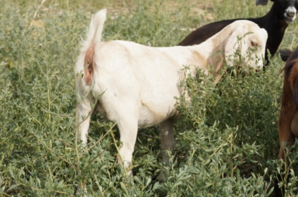 Larissa - Kiko Goats for sale.