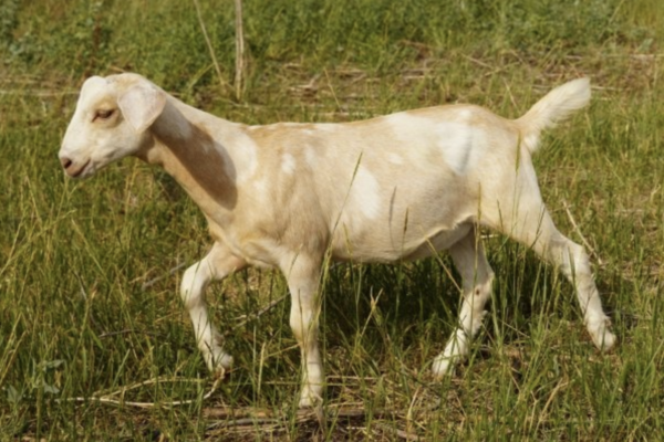 Larissa - Kiko Goats for sale.