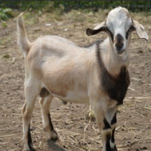 Laurence - Kiko Goats for sale!