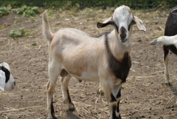 Laurence - Kiko Goats for sale!