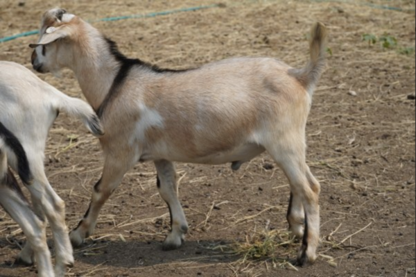 Laurence - Kiko Goats for sale!